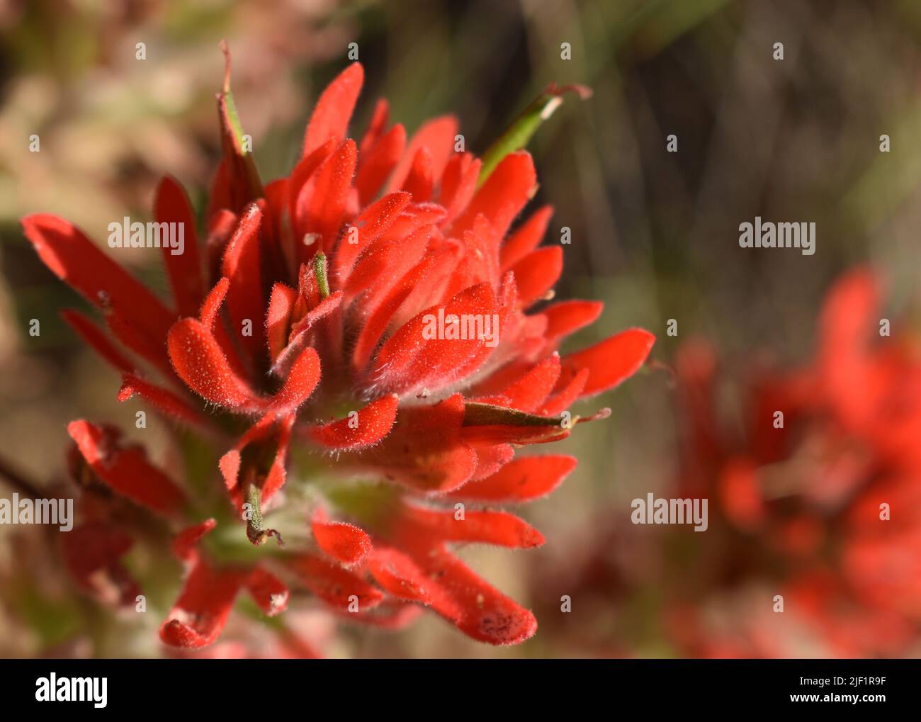 Fiore di Pittbrush indiano sul sentiero di Eremit del Parco Nazionale del Grand Canyon, South Rim Foto Stock