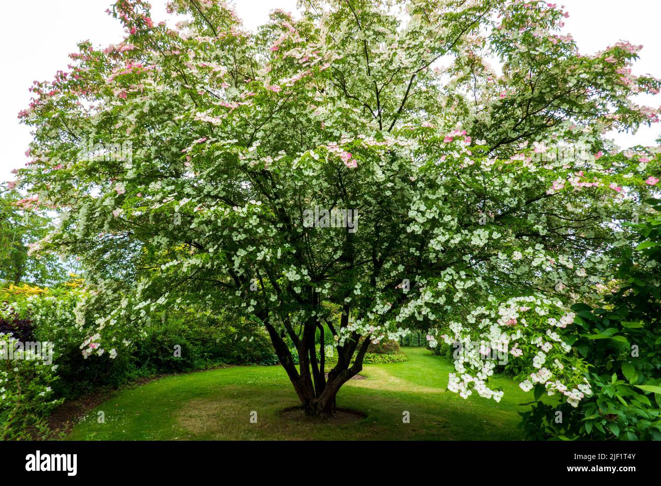 Cornus, albero di legno di cane, in fiore, ibrido di Cornus Kousa e Cornus Capitata Foto Stock