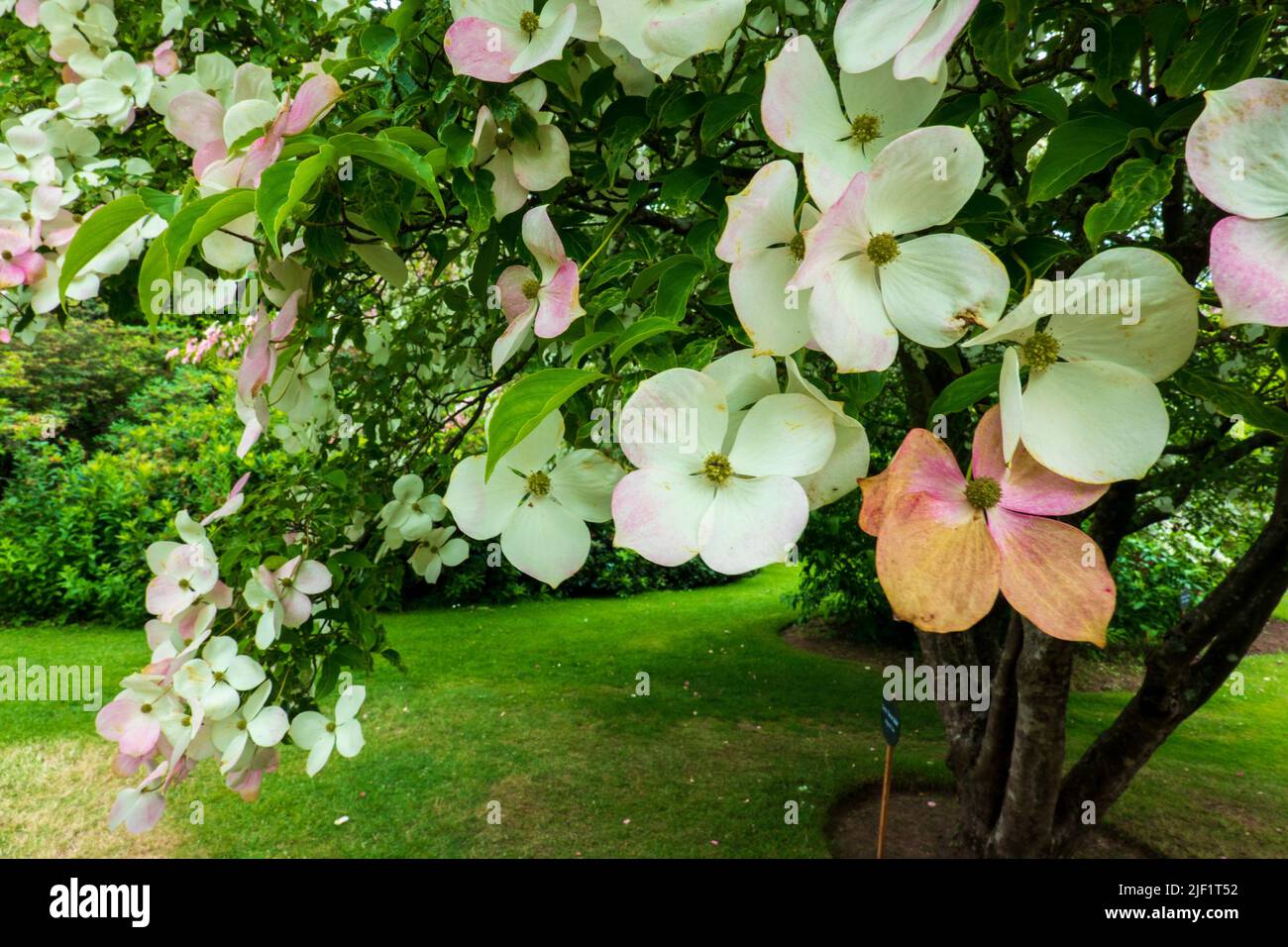 Cornus, albero di legno di cane, in fiore, ibrido di Cornus Kousa e Cornus Capitata Foto Stock