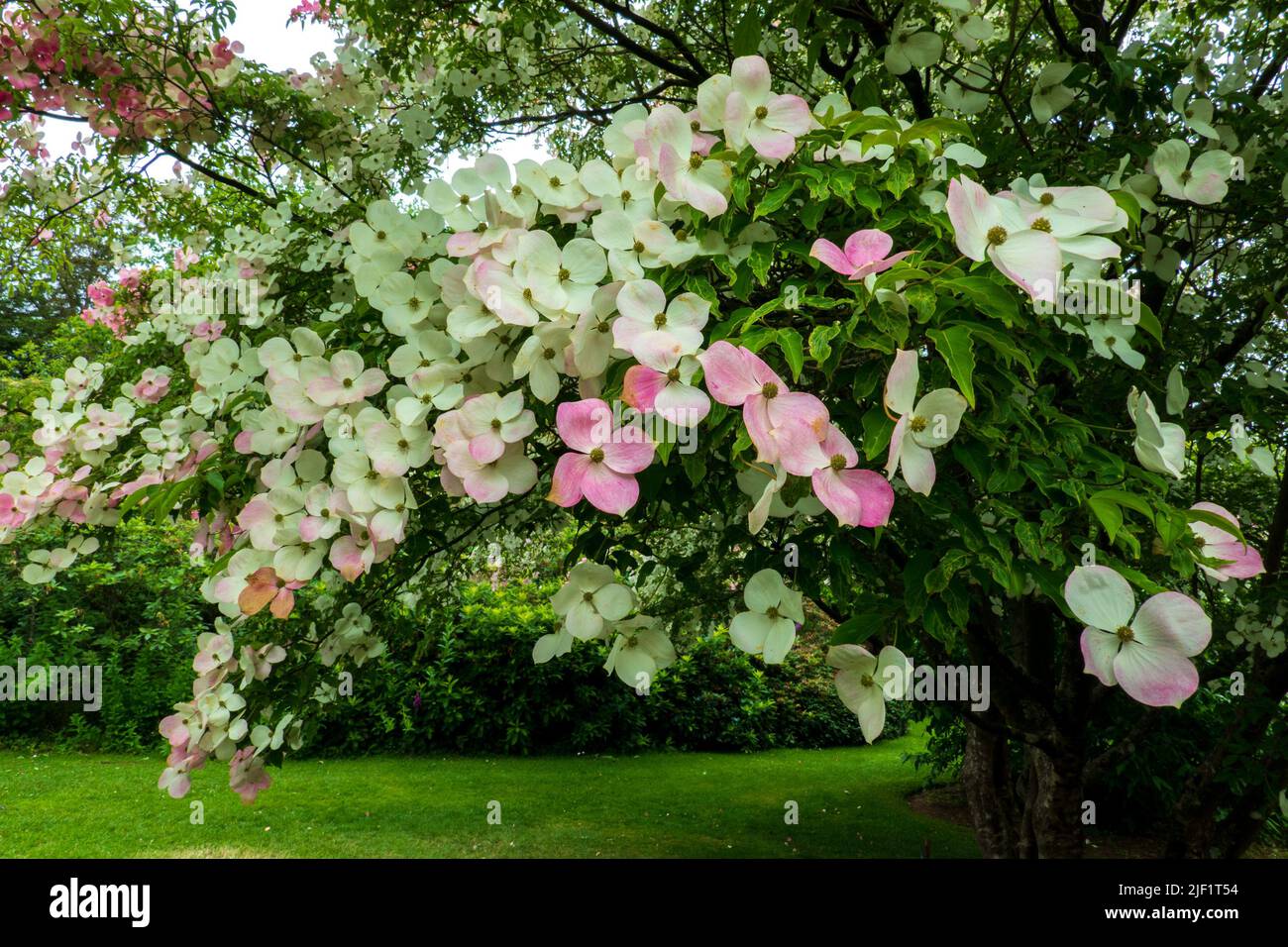 Cornus, albero di legno di cane, in fiore, ibrido di Cornus Kousa e Cornus Capitata Foto Stock