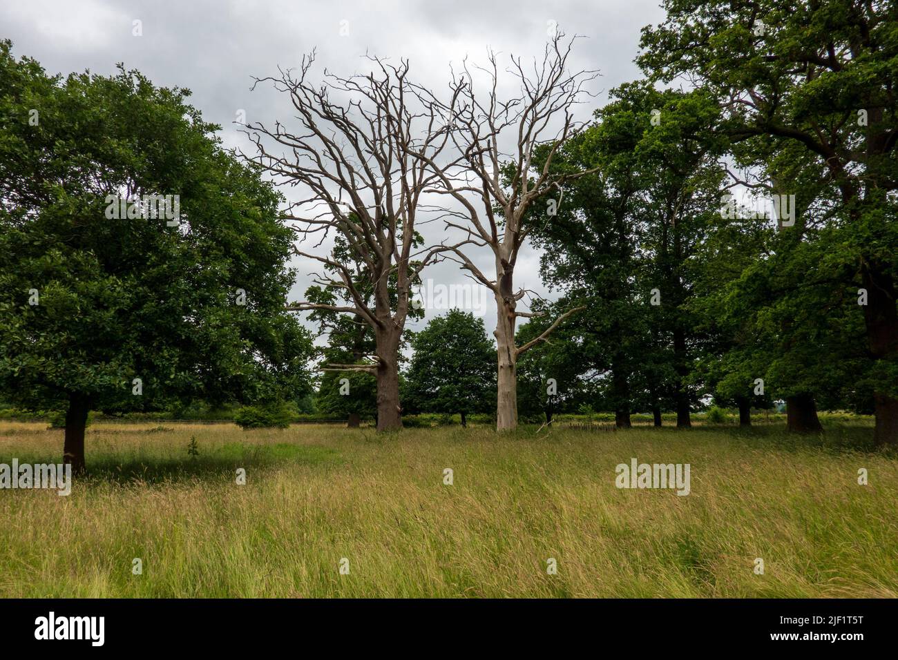 Alberi morti in piedi Shropshire Foto Stock