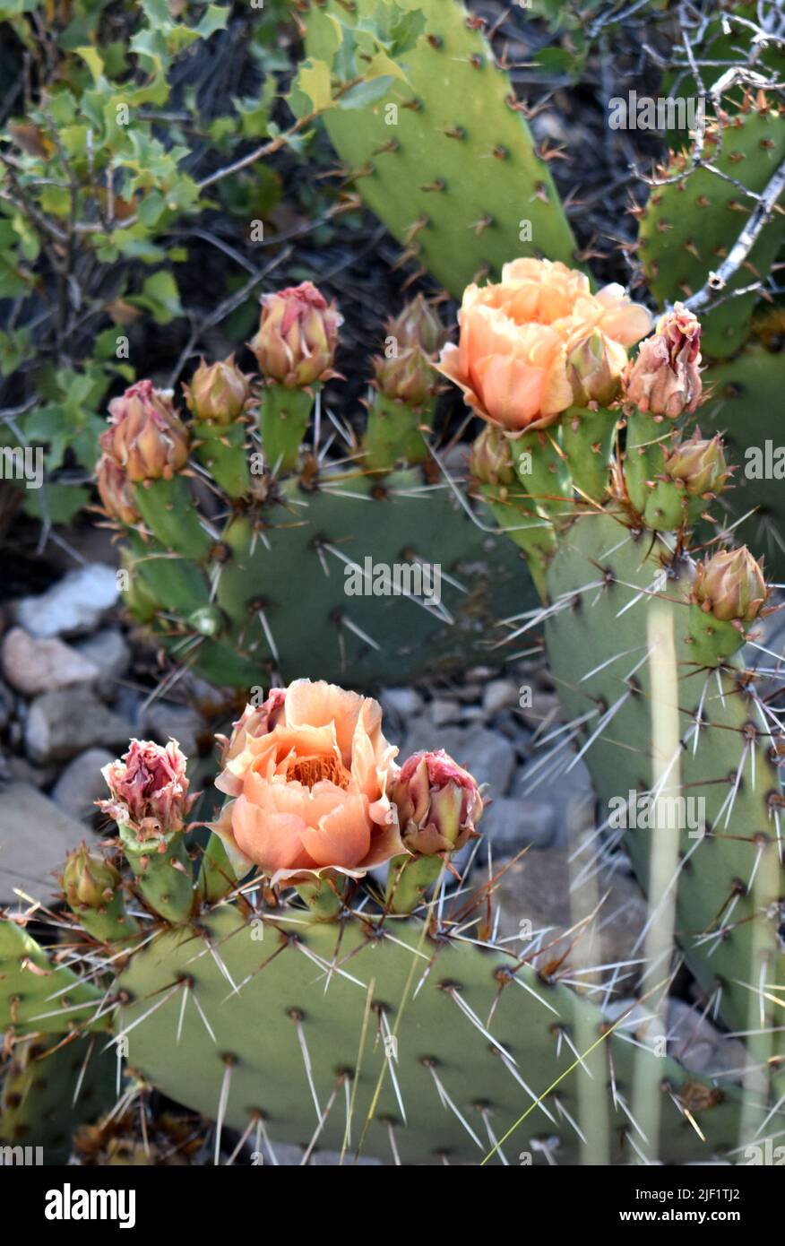 Cactus Prickly Pero sul sentiero Hermit del South Rim del Parco Nazionale del Grand Canyon. Foto Stock