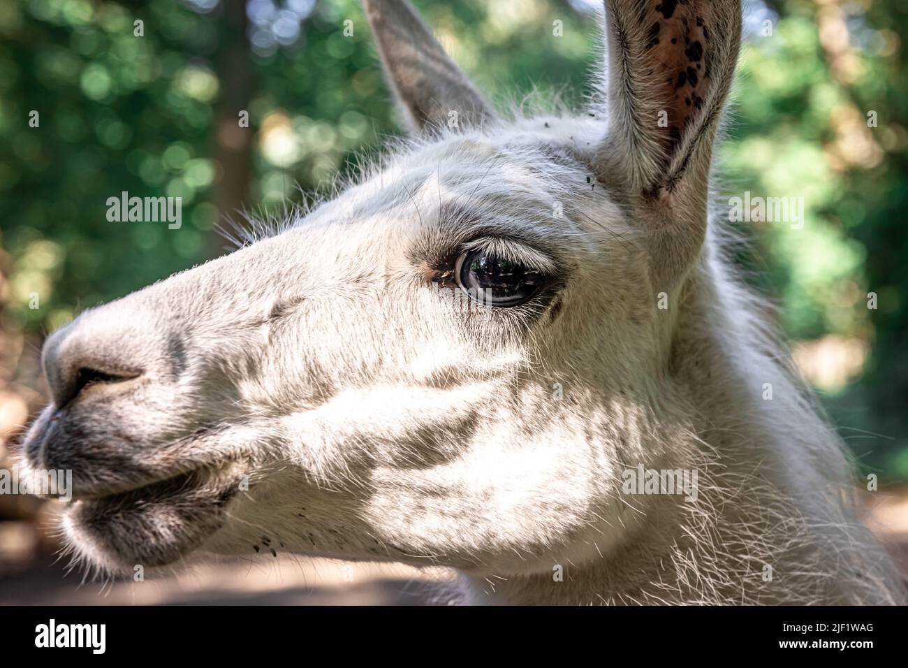 Primo piano, la museruola di un asino nello zoo. Foto Stock