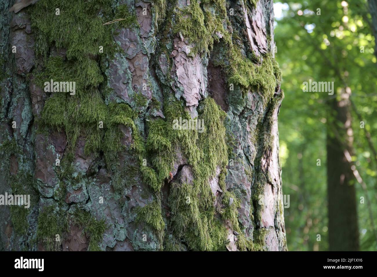 Muschio su una corteccia del pino. La struttura della corteccia del tronco di pino vecchio e Mosy in una scena ravvicinata in una foresta estiva. Bel campione degli elementi naturali des Foto Stock