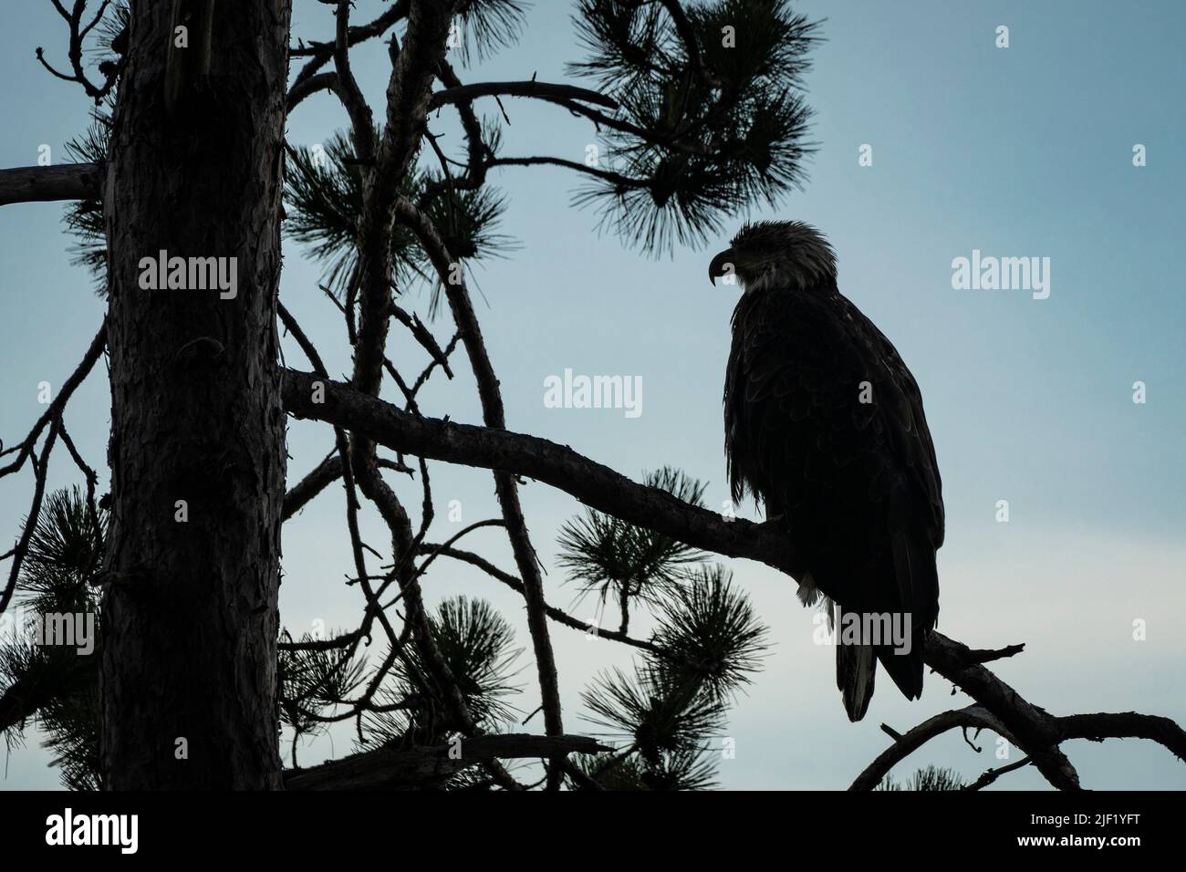 Aquila calva su un ramo d'albero che si staglia contro un cielo blu. Foto Stock