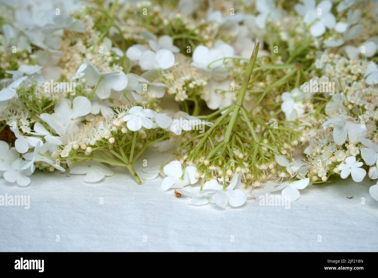 Essiccazione di piante medicinali. L'albero di biancospino fiori. Erbe per rafforzare la salute del cuore. I fiori bianchi di piante decidue sono chiamati monogia di Crataegus Foto Stock