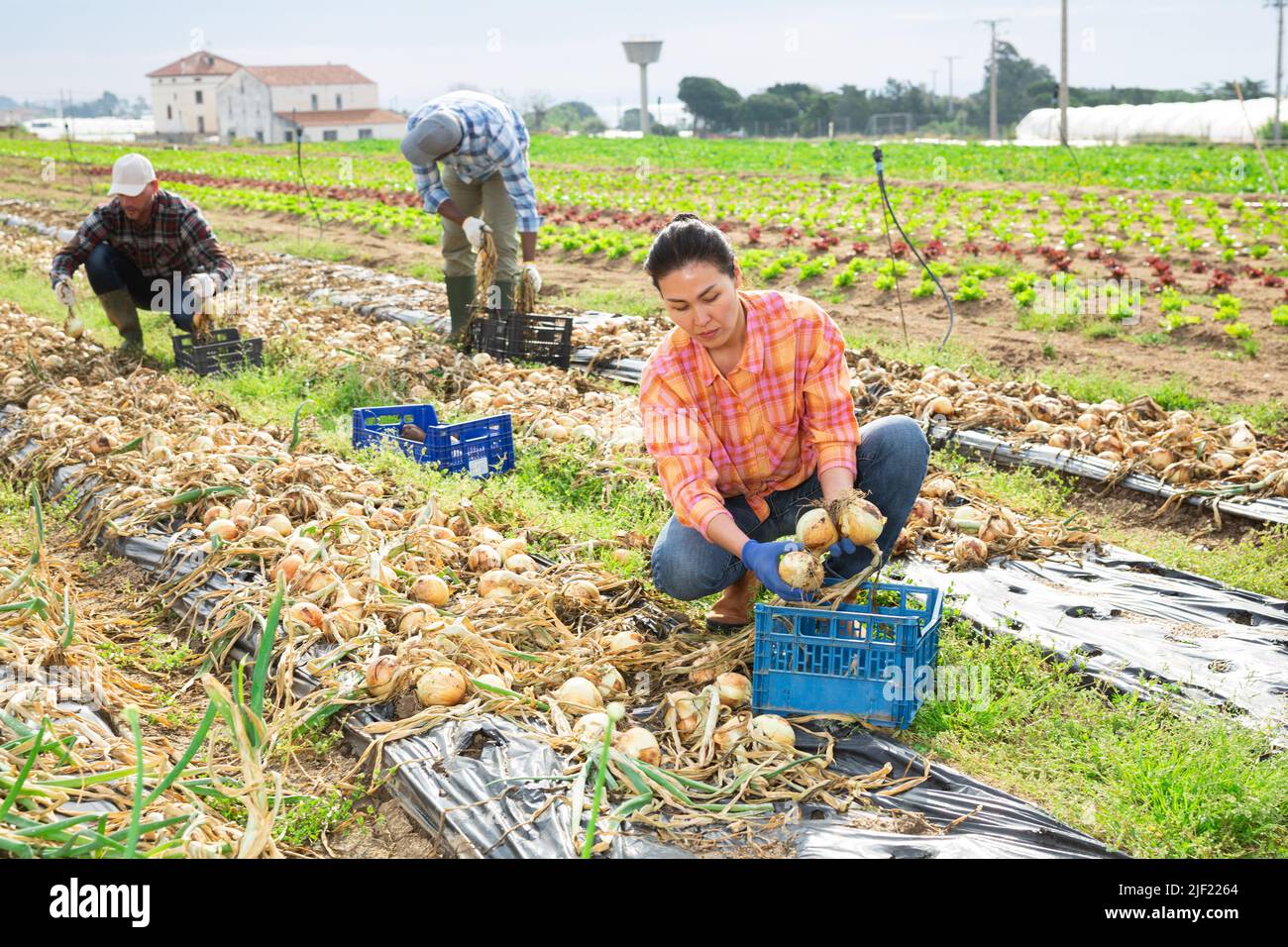 Gruppo multietnico di lavoratori agricoli che raccolgono cipolla Foto Stock