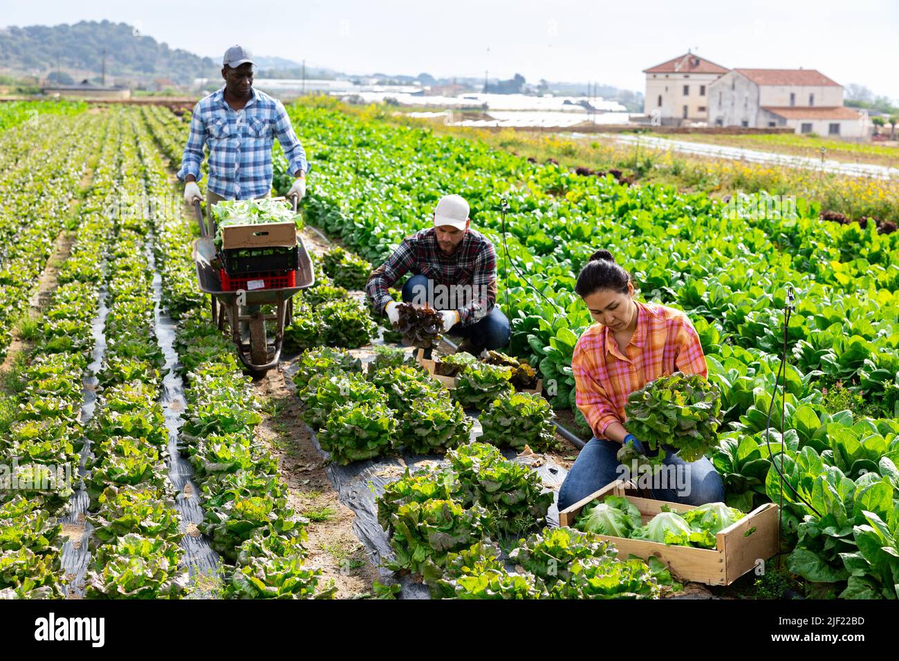 Gruppo multietnico di lavoratori agricoli che raccolgono la lattuga Foto Stock