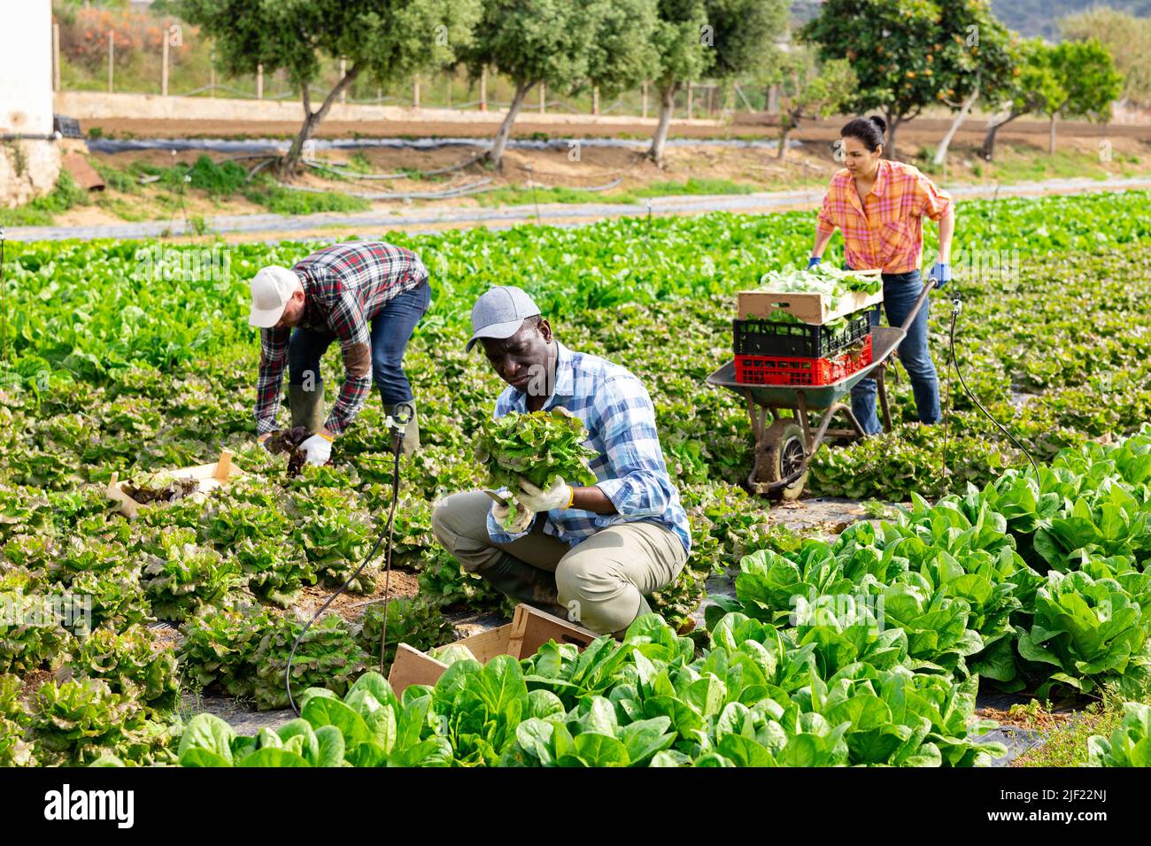 Gruppo multietnico di lavoratori agricoli che raccolgono la lattuga Foto Stock