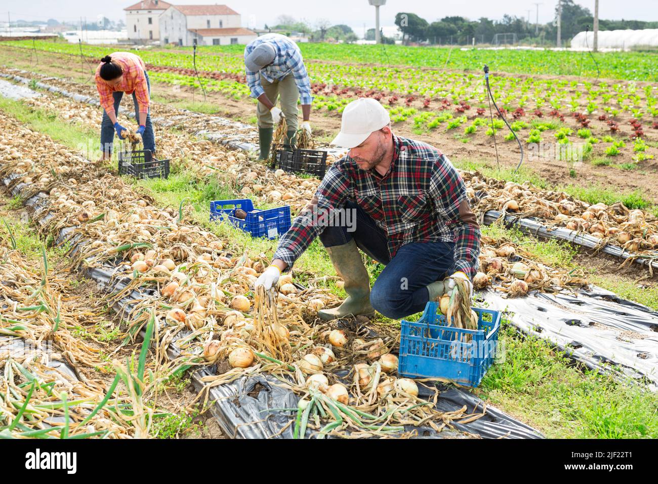 Gruppo multietnico di lavoratori agricoli che raccolgono cipolla Foto Stock