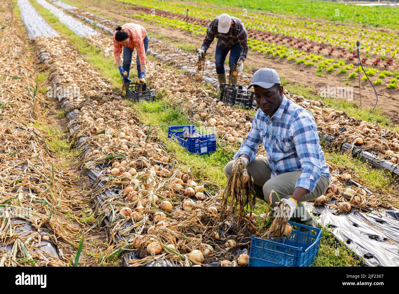 Gruppo multietnico di lavoratori agricoli che raccolgono cipolla Foto Stock
