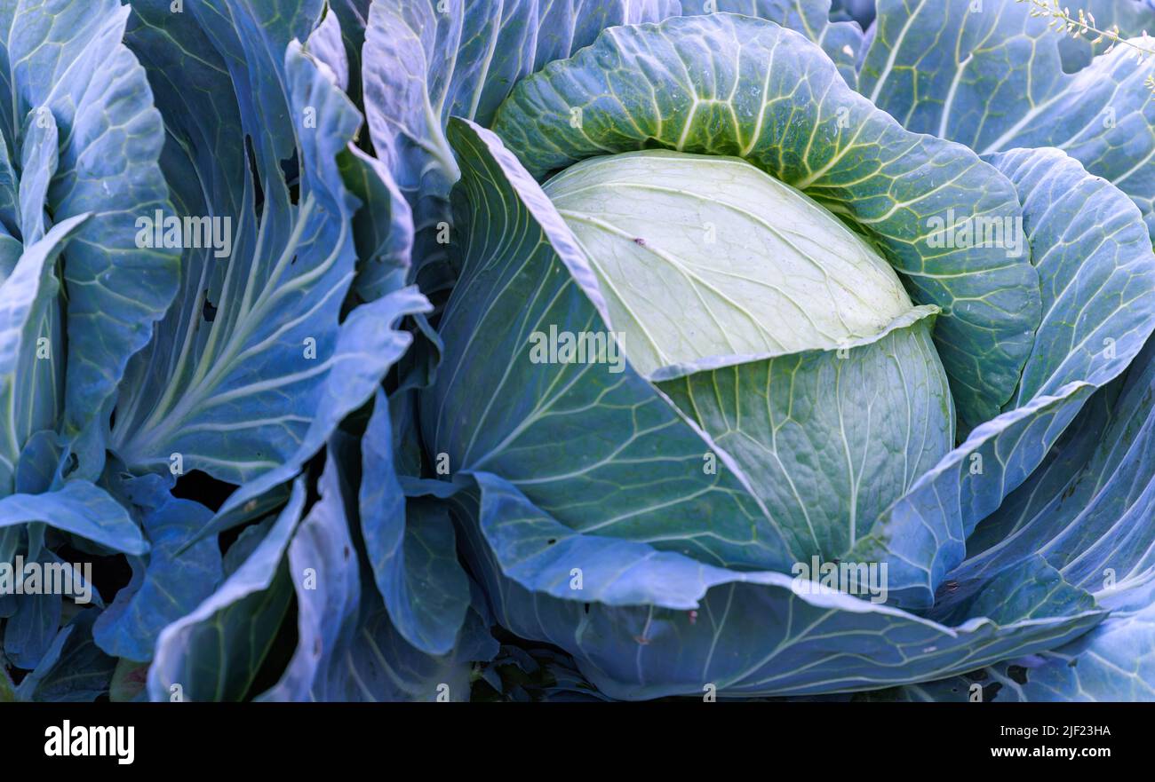 Primo piano di grande testa di cavolo e verde in campo Foto Stock