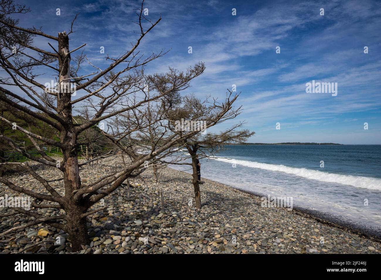 Alberi morti su una roccia primavera Hirtle's Beach in Upper Kingsburg, Nova Scotia, Canada. Foto Stock