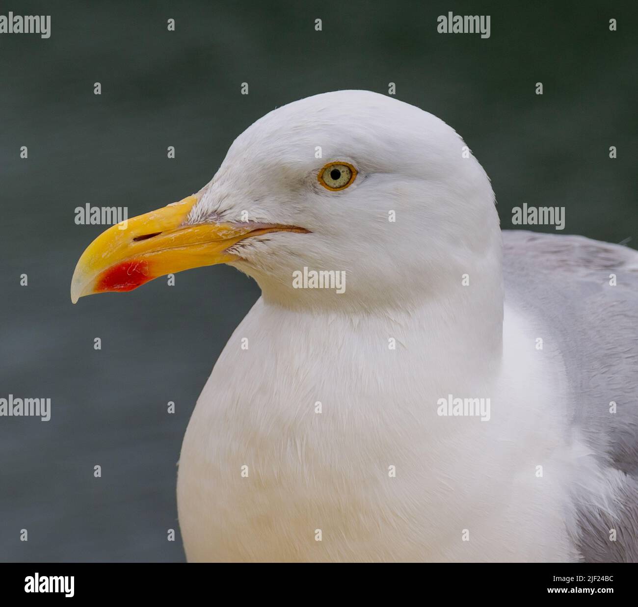 Adulto Aringa Gull Larus argentatus primo piano guardando direttamente nella fotocamera Foto Stock