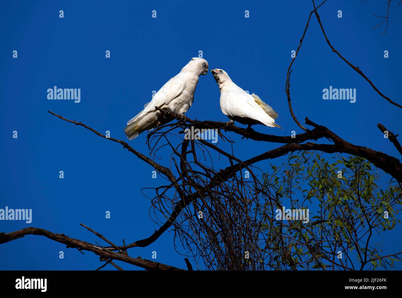 Un paio di Corella (Cacatua sanguinea) baciare su un albero a Sydney, NSW, Australia (Foto di Tara Chand Malhotra) Foto Stock