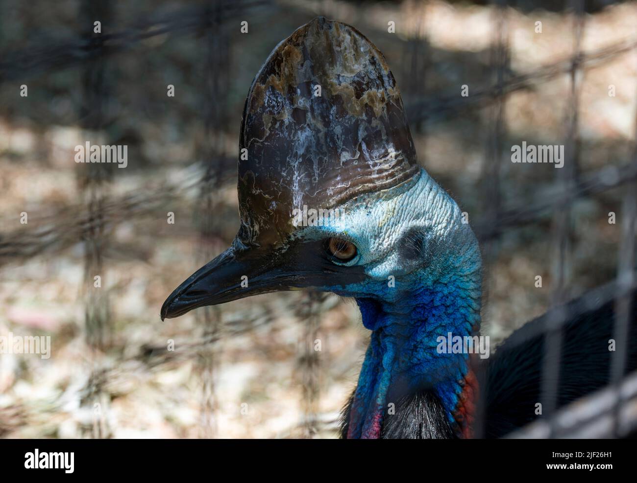Primo piano di un Cassowary meridionale (Casuarius casuarius) a Sydney, NSW, Australia (Foto di Tara Chand Malhotra) Foto Stock