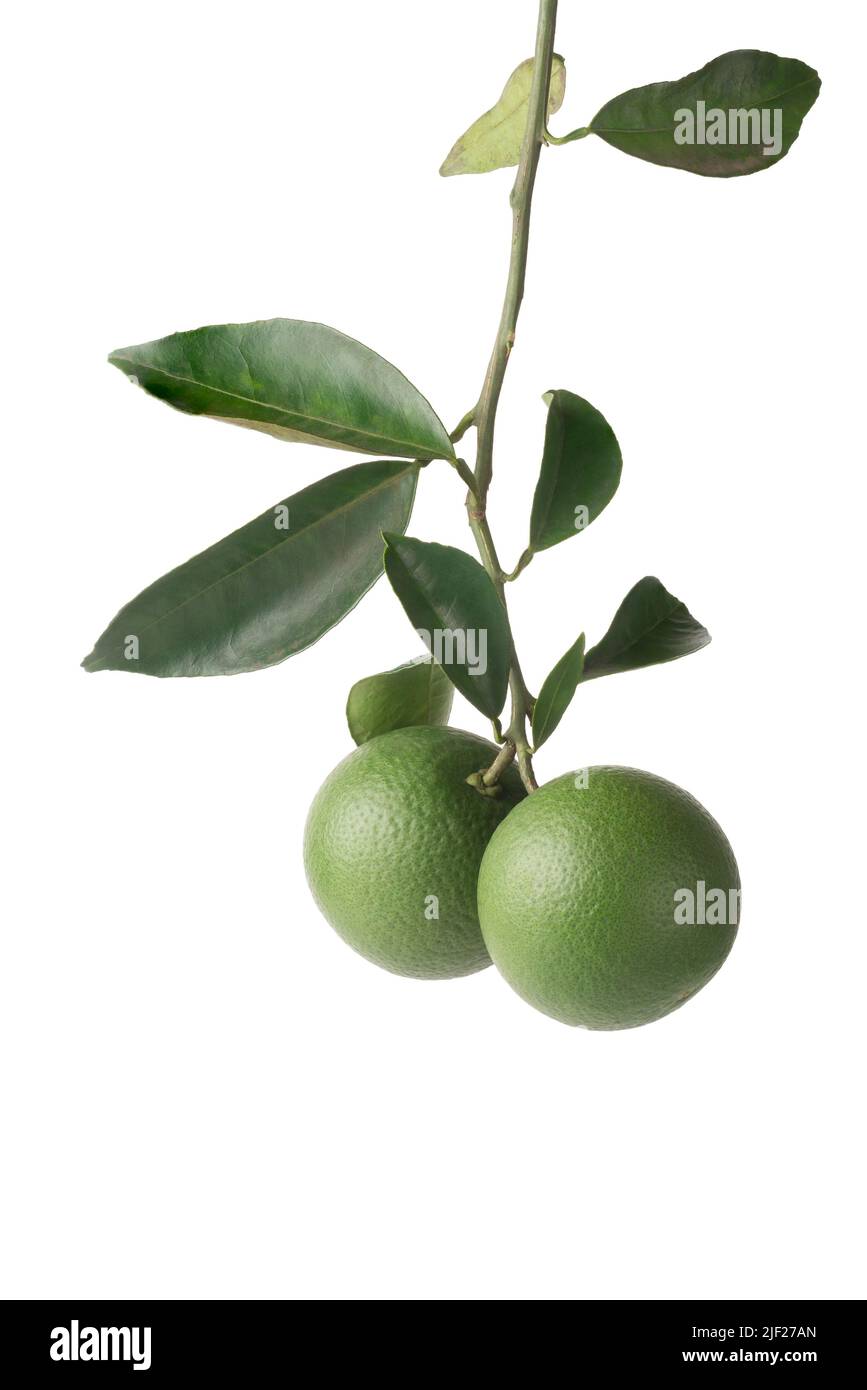 Arancio acido o arancio amaro, chiamato anche siviglia, bigrade o arancio di marmellata, agrumi ad alta vitamina C con ramo d'albero, isolato su bianco Foto Stock