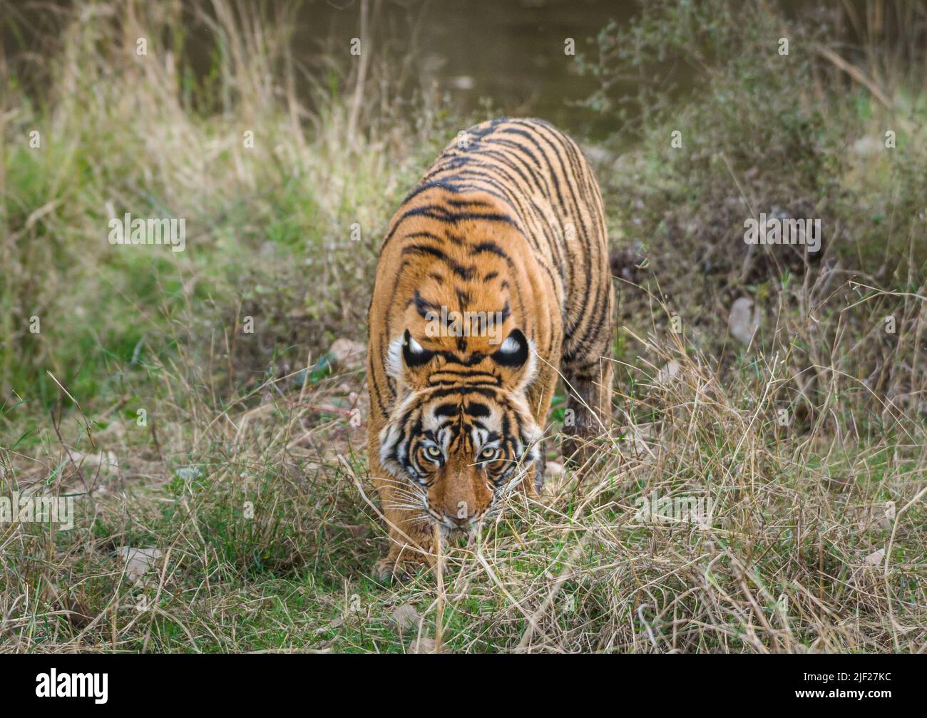 Tigre Foto Stock