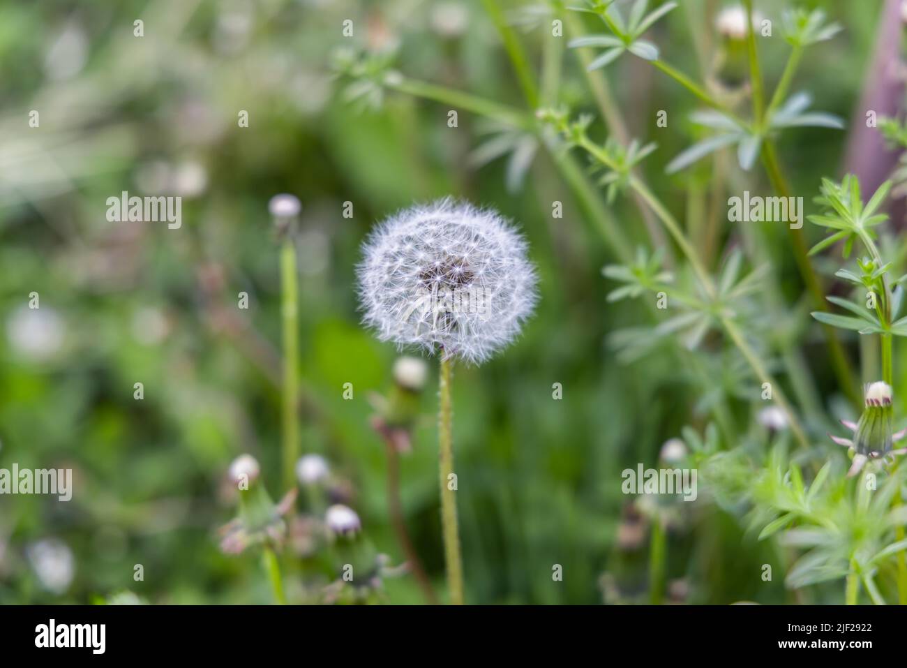 Primo piano fuoco selettivo sparato sulla testa di seme intatta bianca di un fiore di dente di leone. Con scissione sfocata, aka catchweed o Aparine di Galium in background. Foto Stock