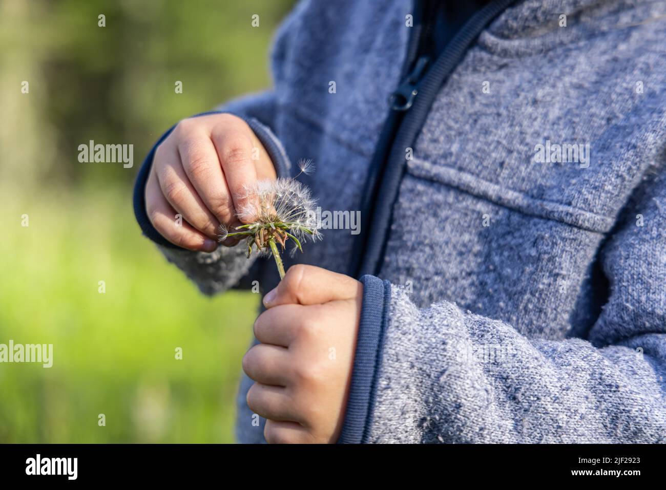 Vista ravvicinata sulle mani delicate di un ragazzo che tiene un dente di leone, raccogliendo i semi delicati dalla testa. Con sfondo verde sfocato e spazio di copia. Foto Stock