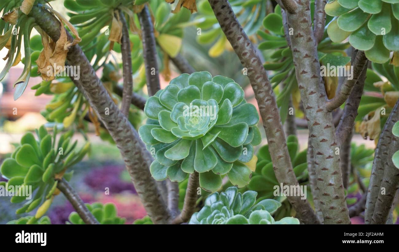 Primo piano di bellissimo arboreo di Aeonium noto anche come albero aeonium, aenium, rosa irlandese, houseleek o principe nero. Fiore con motivo naturale. Foto Stock