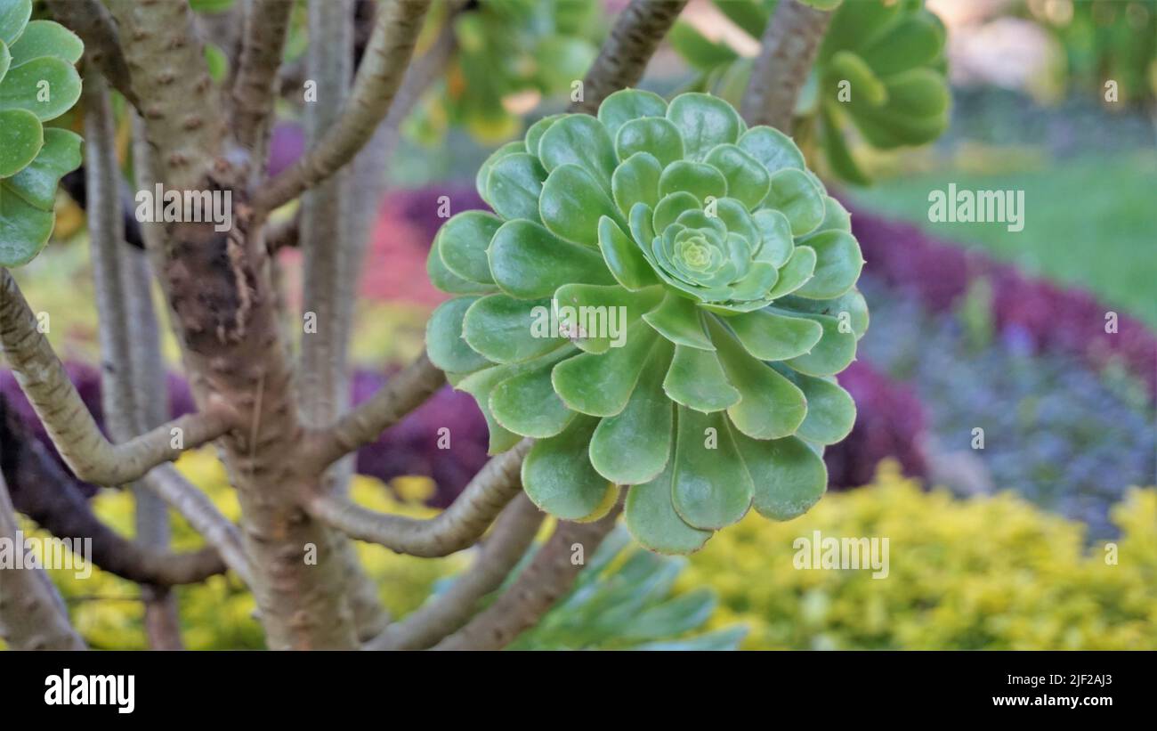 Primo piano di bellissimo arboreo di Aeonium noto anche come albero aeonium, aenium, rosa irlandese, houseleek o principe nero. Fiore con motivo naturale. Foto Stock