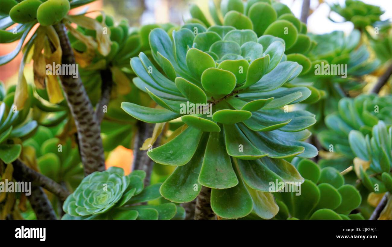 Primo piano di bellissimo arboreo di Aeonium noto anche come albero aeonium, aenium, rosa irlandese, houseleek o principe nero. Fiore con motivo naturale. Foto Stock