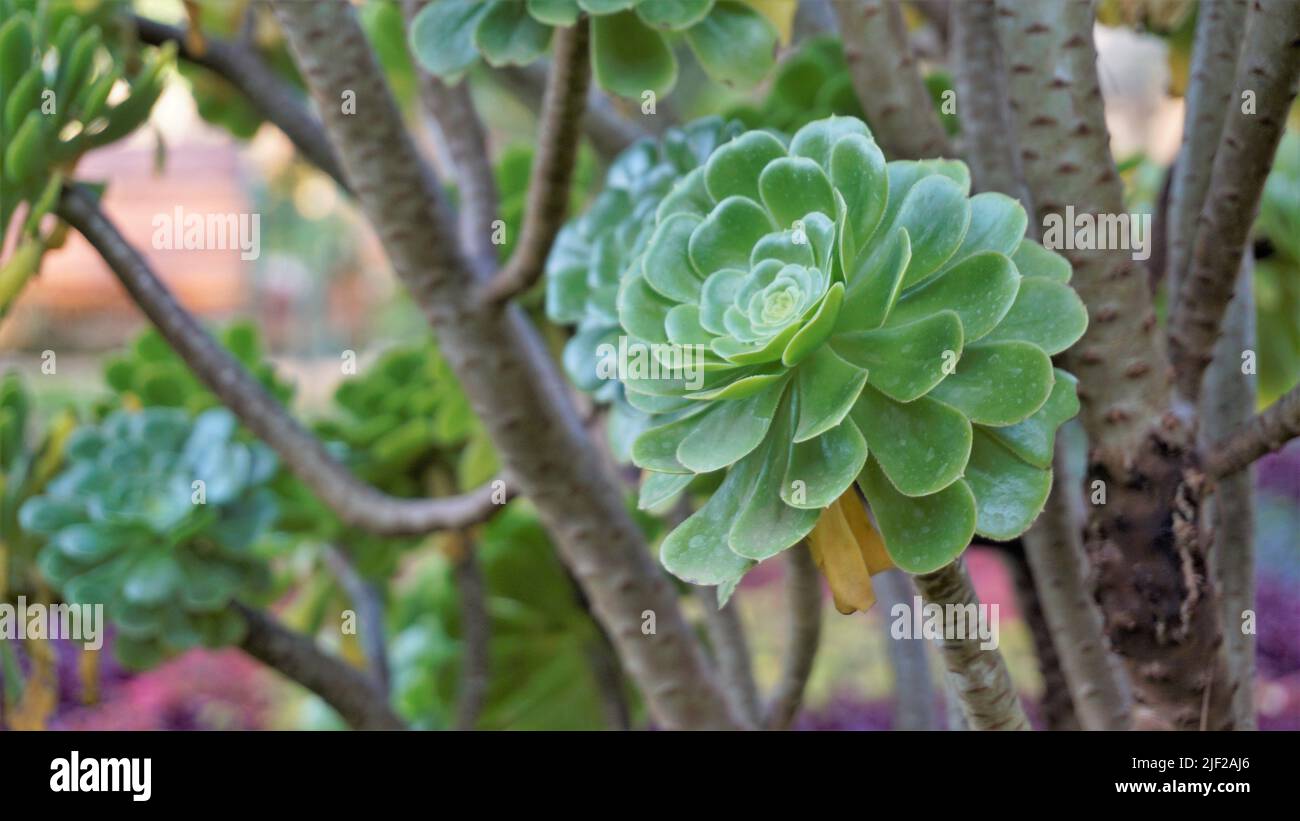 Primo piano di bellissimo arboreo di Aeonium noto anche come albero aeonium, aenium, rosa irlandese, houseleek o principe nero. Fiore con motivo naturale. Foto Stock
