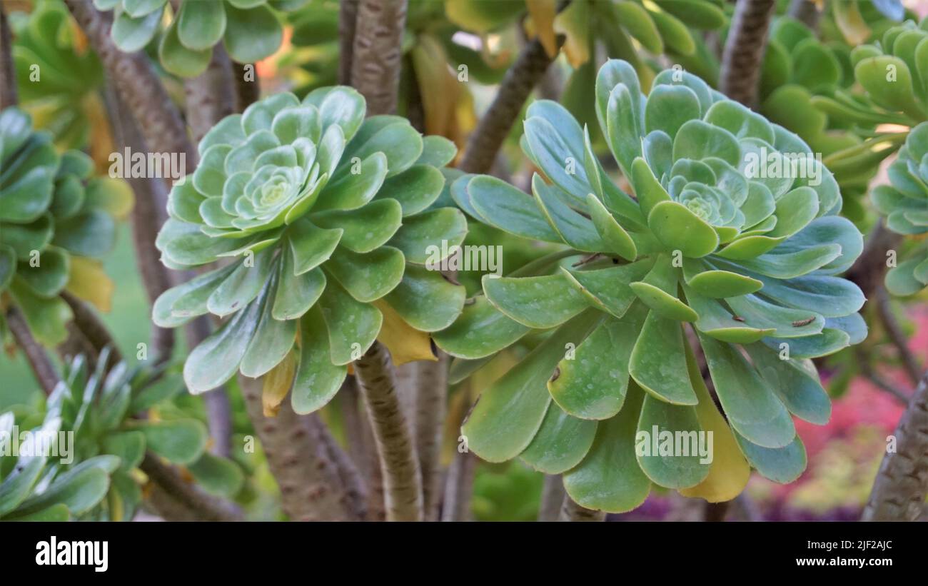Primo piano di bellissimo arboreo di Aeonium noto anche come albero aeonium, aenium, rosa irlandese, houseleek o principe nero. Fiore con motivo naturale. Foto Stock