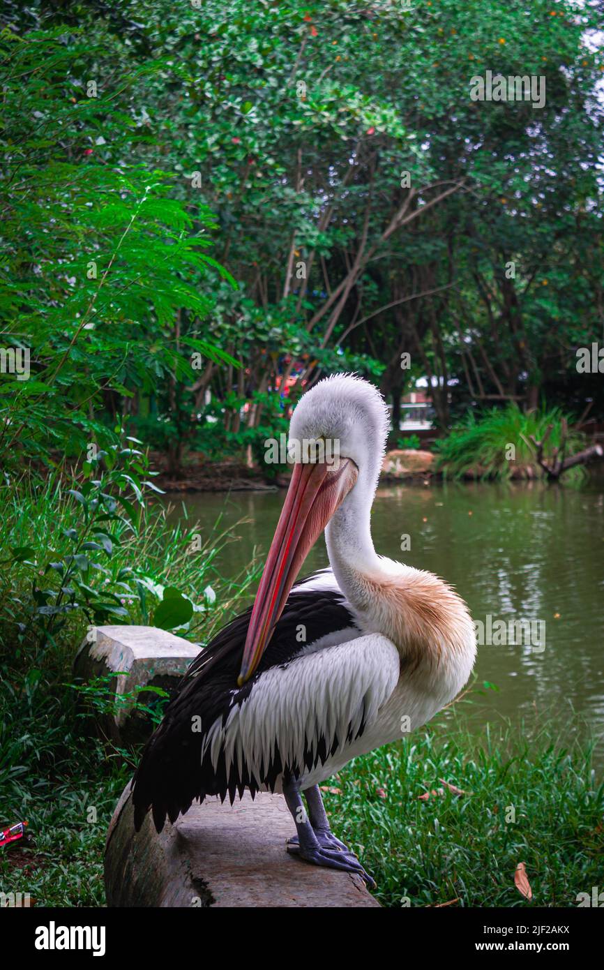 Uccello Pelican con nome scientifico Pelecanus cospicillatus appeso sul lago Foto Stock