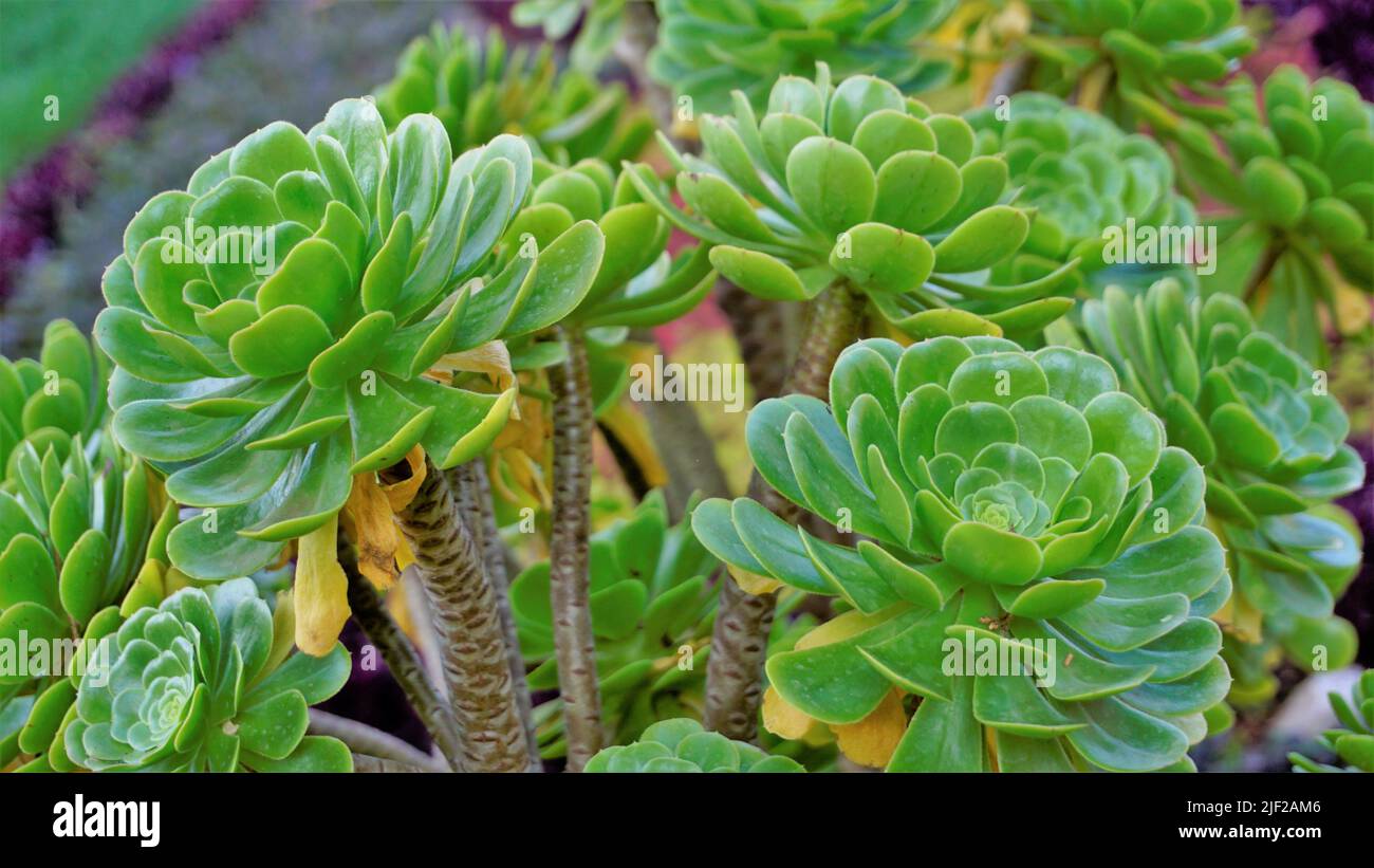 Primo piano di bellissimo arboreo di Aeonium noto anche come albero aeonium, aenium, rosa irlandese, houseleek o principe nero. Fiore con motivo naturale. Foto Stock