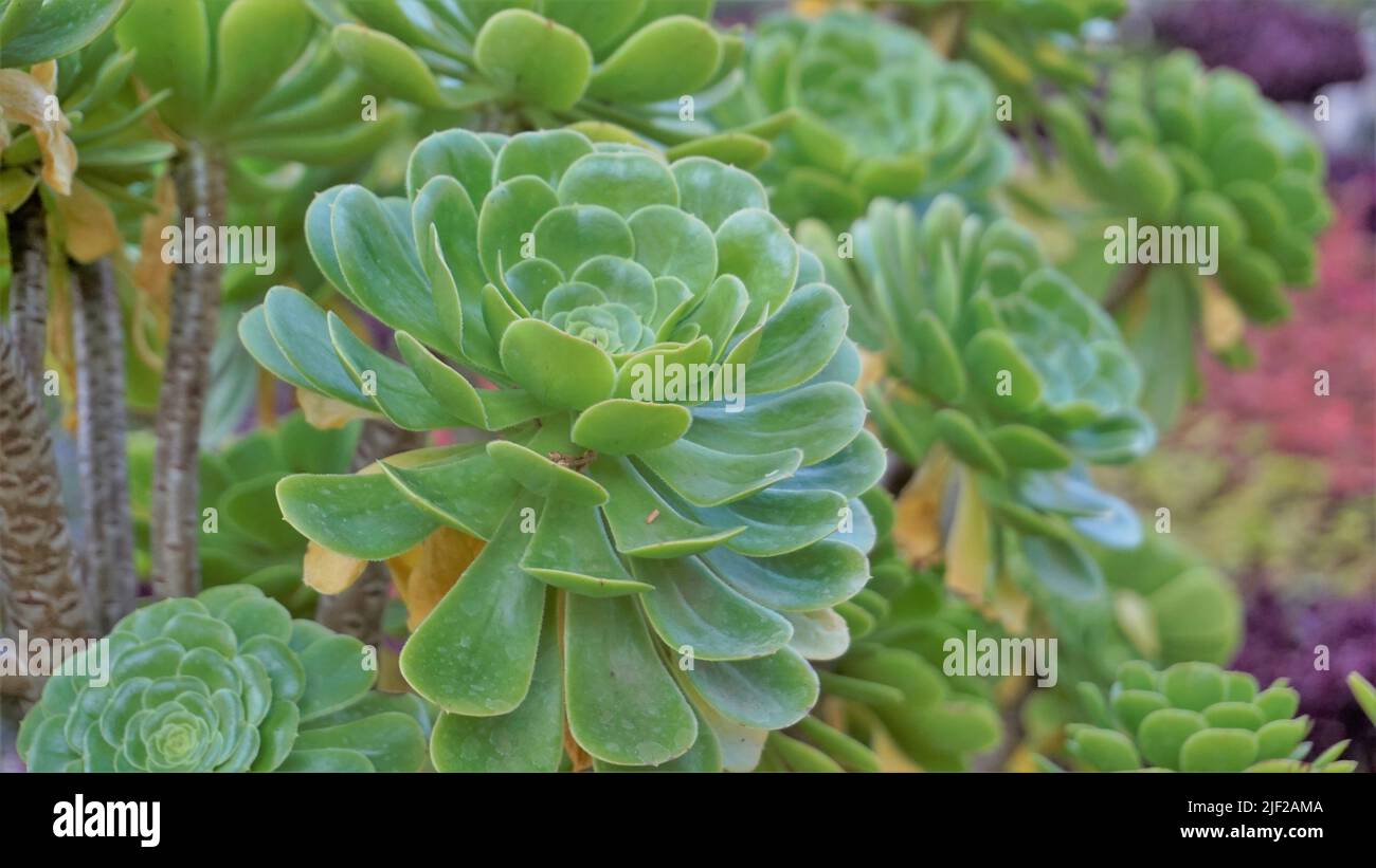 Primo piano di bellissimo arboreo di Aeonium noto anche come albero aeonium, aenium, rosa irlandese, houseleek o principe nero. Fiore con motivo naturale. Foto Stock