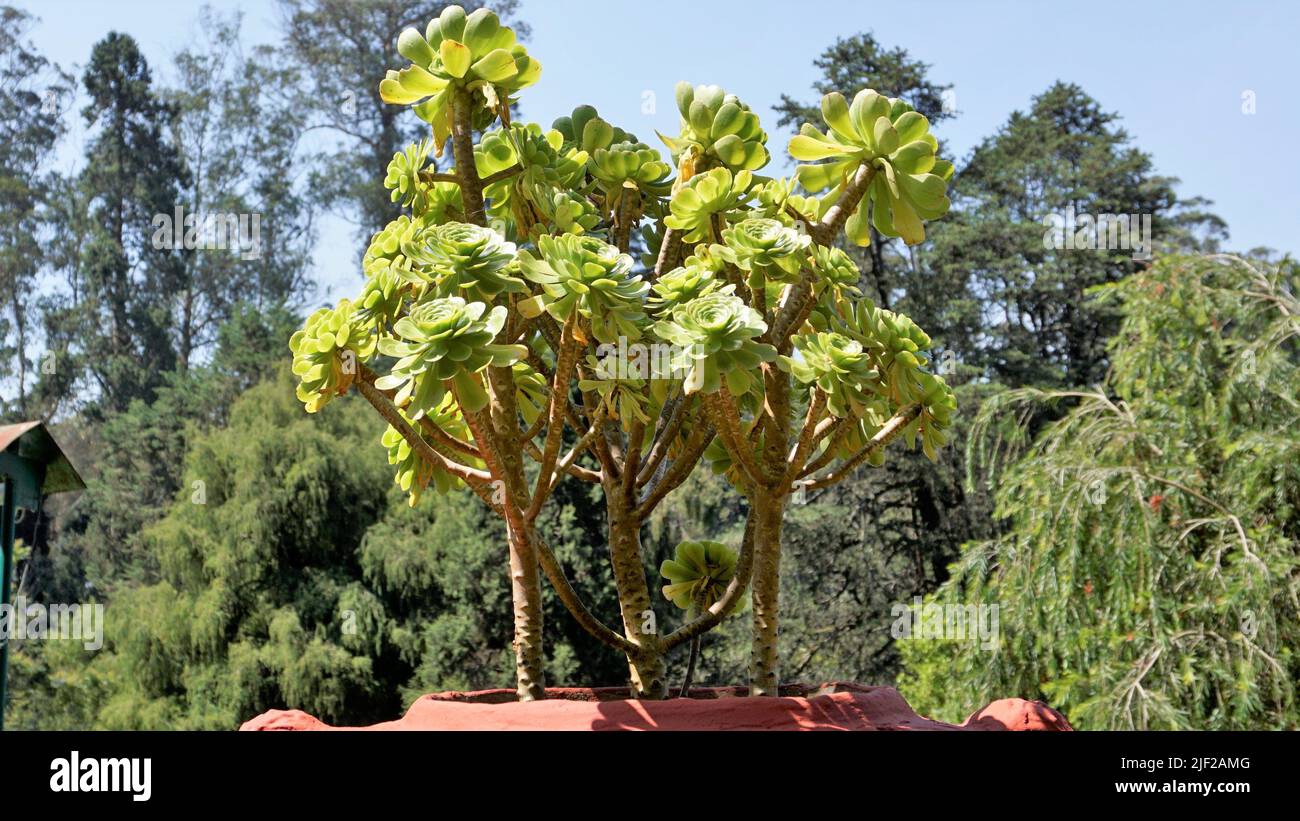 Primo piano di bellissimo arboreo di Aeonium noto anche come albero aeonium, aenium, rosa irlandese, houseleek o principe nero. Fiore con motivo naturale. Foto Stock