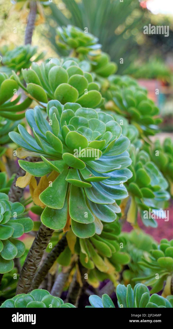 Primo piano di bellissimo arboreo di Aeonium noto anche come albero aeonium, aenium, rosa irlandese, houseleek o principe nero. Fiore con motivo naturale. Foto Stock