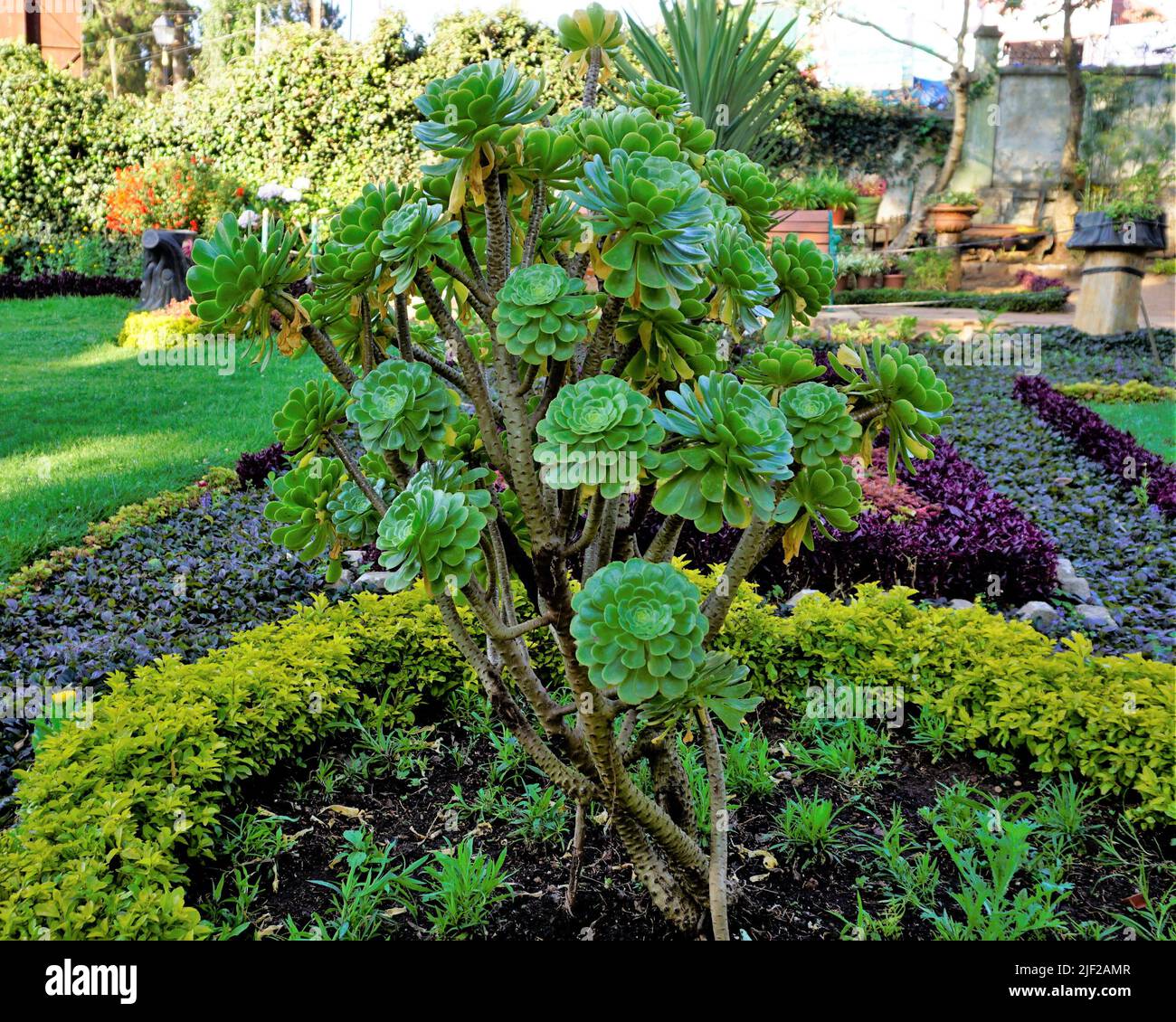 Primo piano di bellissimo arboreo di Aeonium noto anche come albero aeonium, aenium, rosa irlandese, houseleek o principe nero. Fiore con motivo naturale. Foto Stock