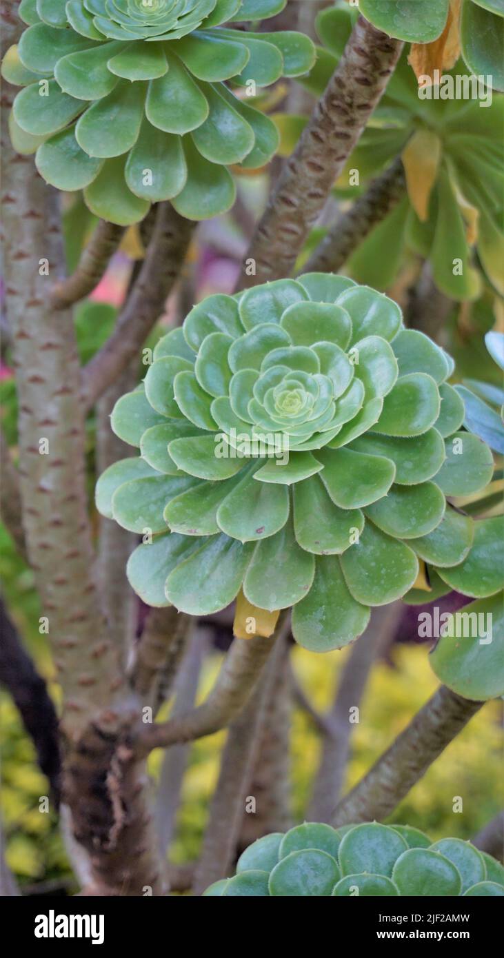 Primo piano di bellissimo arboreo di Aeonium noto anche come albero aeonium, aenium, rosa irlandese, houseleek o principe nero. Fiore con motivo naturale. Foto Stock