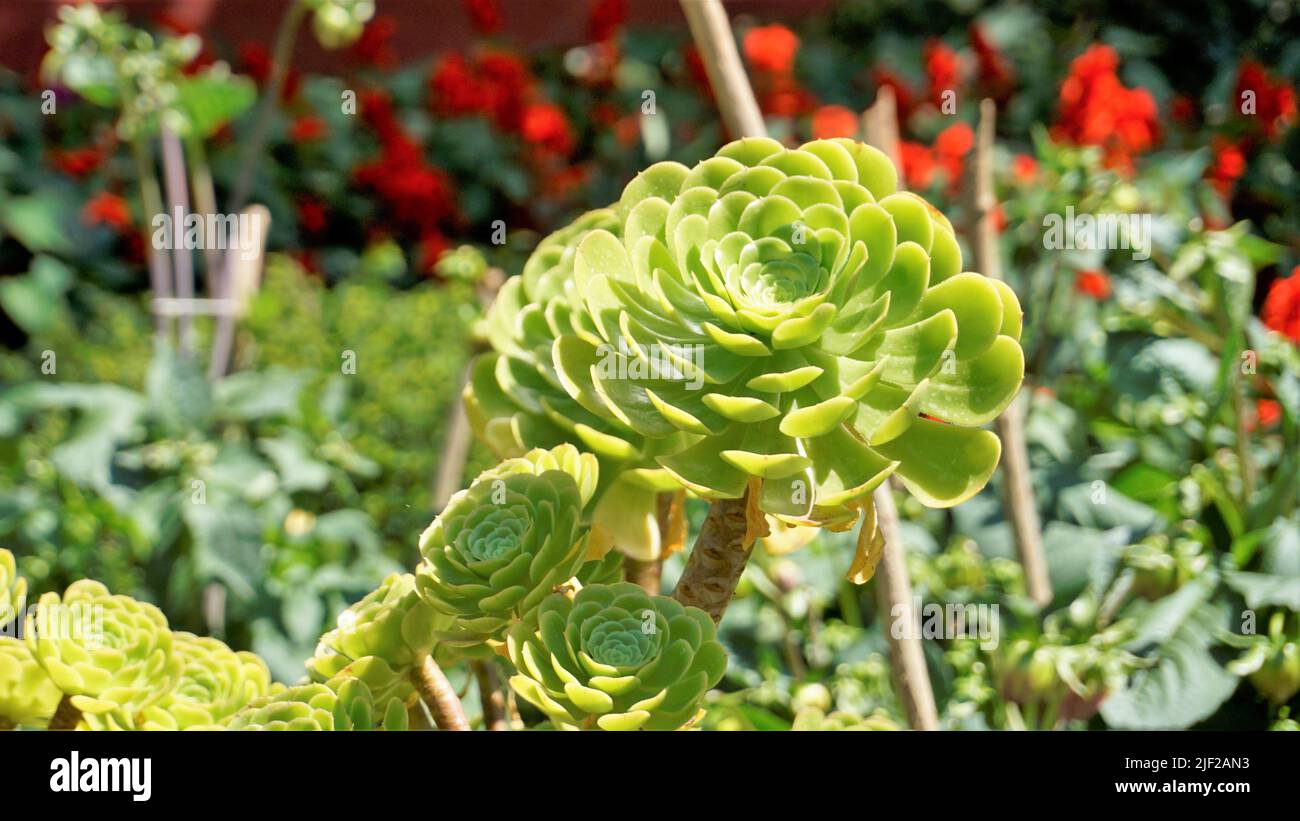 Primo piano di bellissimo arboreo di Aeonium noto anche come albero aeonium, aenium, rosa irlandese, houseleek o principe nero. Fiore con motivo naturale. Foto Stock