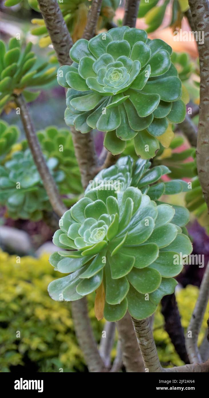 Primo piano di bellissimo arboreo di Aeonium noto anche come albero aeonium, aenium, rosa irlandese, houseleek o principe nero. Fiore con motivo naturale. Foto Stock