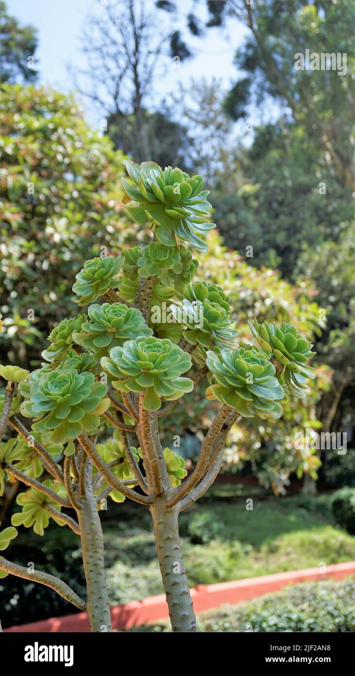 Primo piano di bellissimo arboreo di Aeonium noto anche come albero aeonium, aenium, rosa irlandese, houseleek o principe nero. Fiore con motivo naturale. Foto Stock