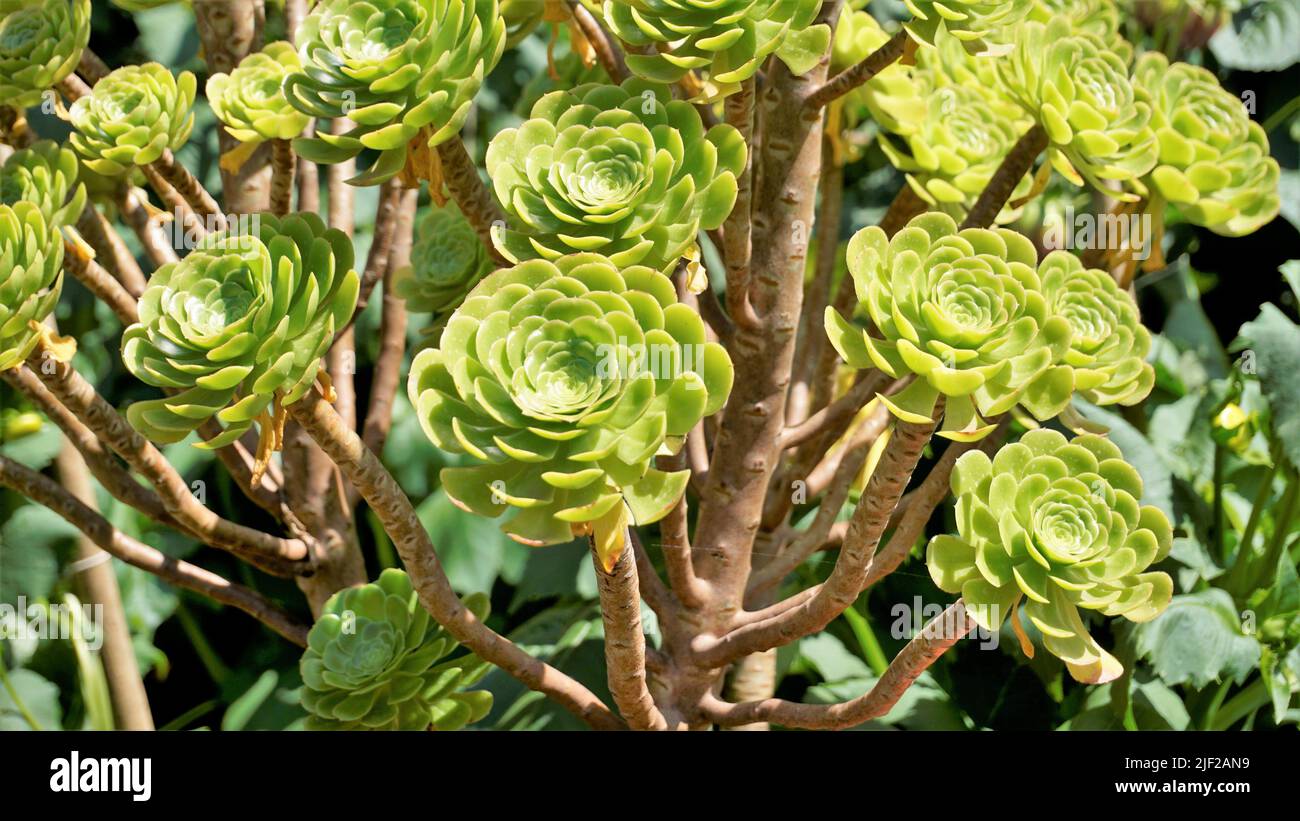 Primo piano di bellissimo arboreo di Aeonium noto anche come albero aeonium, aenium, rosa irlandese, houseleek o principe nero. Fiore con motivo naturale. Foto Stock