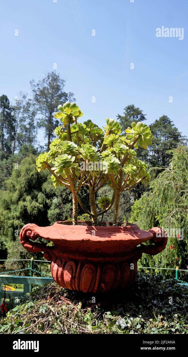 Primo piano di bellissimo arboreo di Aeonium noto anche come albero aeonium, aenium, rosa irlandese, houseleek o principe nero. Fiore con motivo naturale. Foto Stock