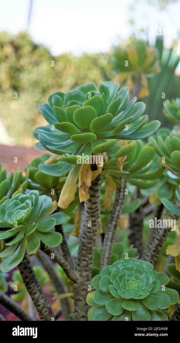 Primo piano di bellissimo arboreo di Aeonium noto anche come albero aeonium, aenium, rosa irlandese, houseleek o principe nero. Fiore con motivo naturale. Foto Stock