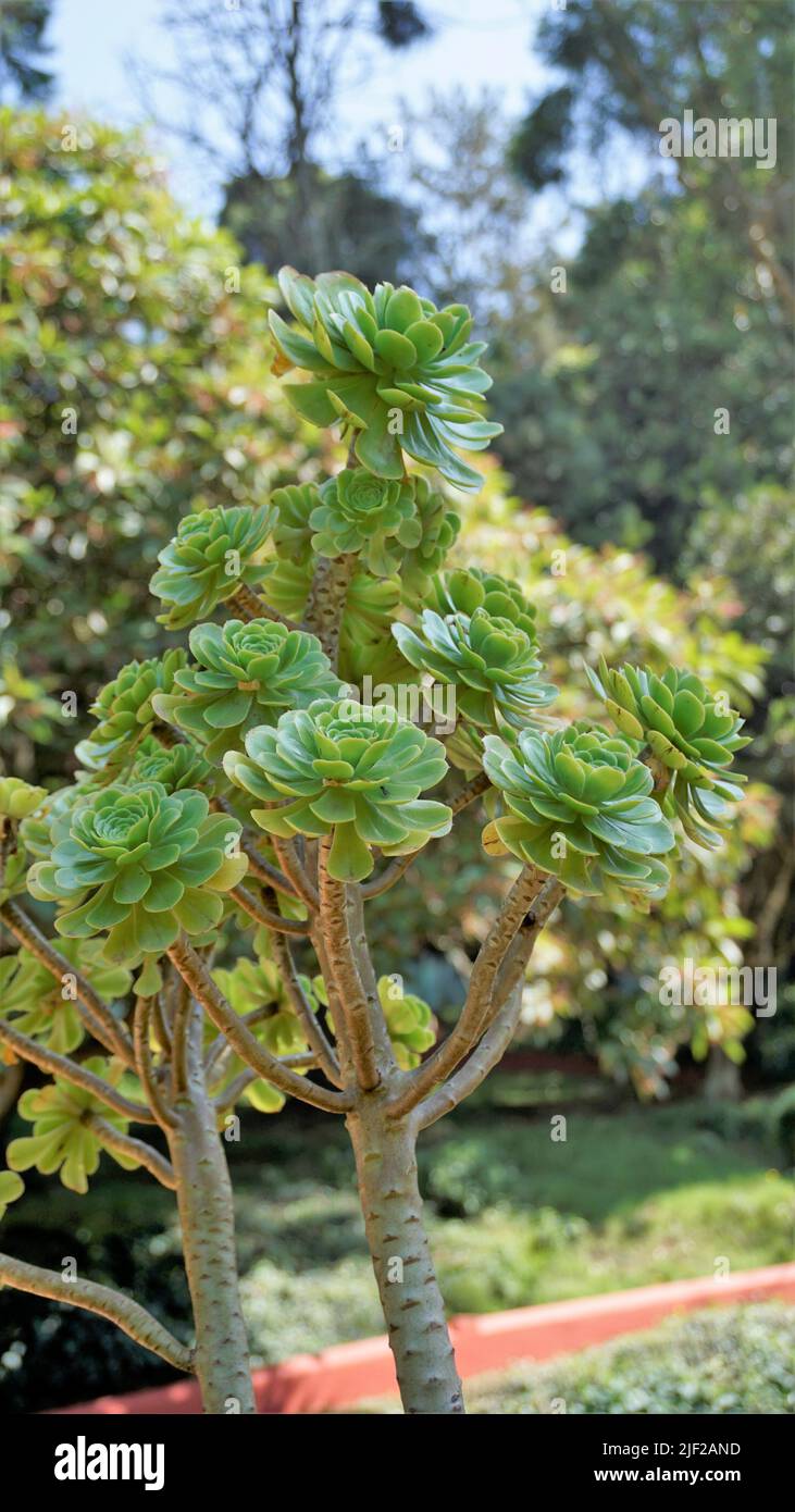 Primo piano di bellissimo arboreo di Aeonium noto anche come albero aeonium, aenium, rosa irlandese, houseleek o principe nero. Fiore con motivo naturale. Foto Stock