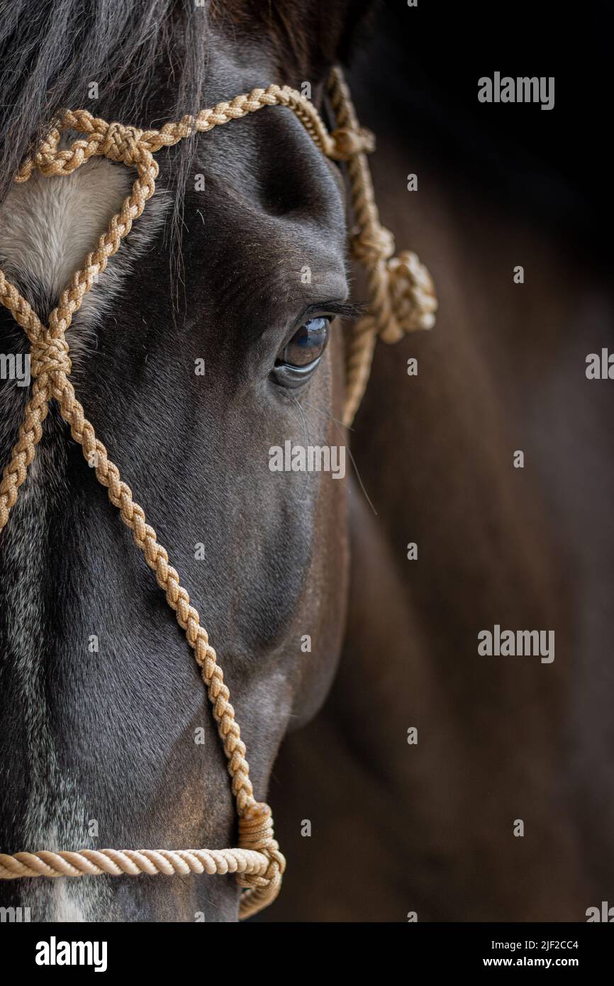 Colpo da vicino a cavallo. Foto Stock