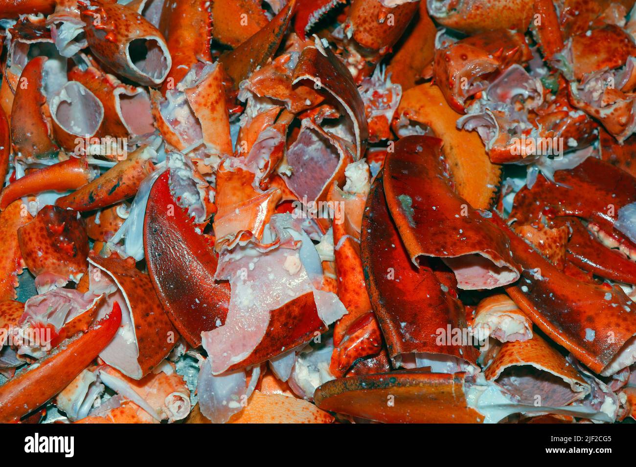 i gusci di aragosta atlantica sono usati principalmente come fertilizzante e base per le zuppe e le scorte di pesce Foto Stock