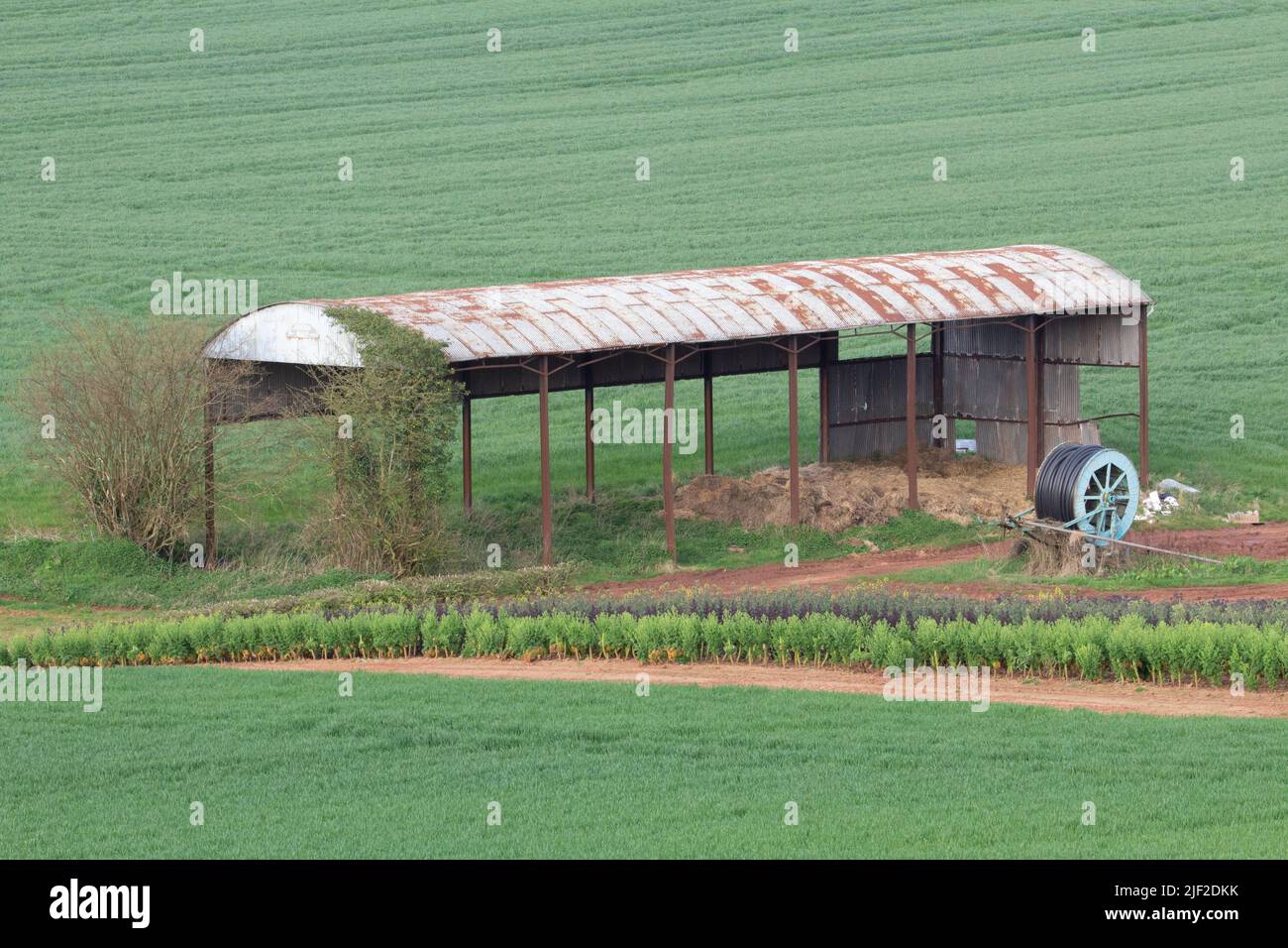 vecchio fienile con tetto in stagno abbandonato nel mezzo di campi di mais appena seminati Foto Stock