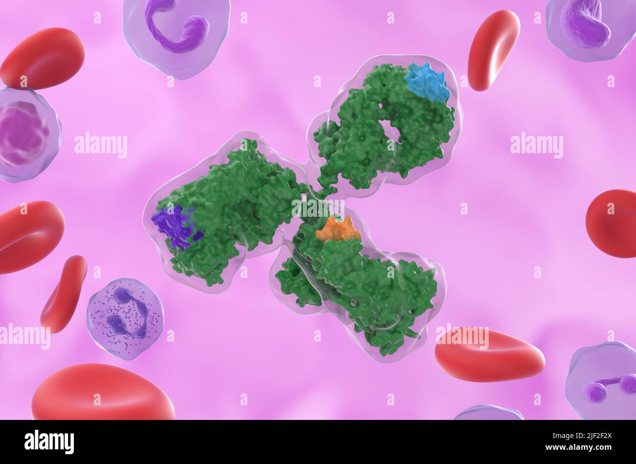 Anticorpi monoclonali (IgG) molecole bioingegnerizzate contro leucemie, linfomi e artrite reumatoide - primo piano vista 3D illustrazione Foto Stock