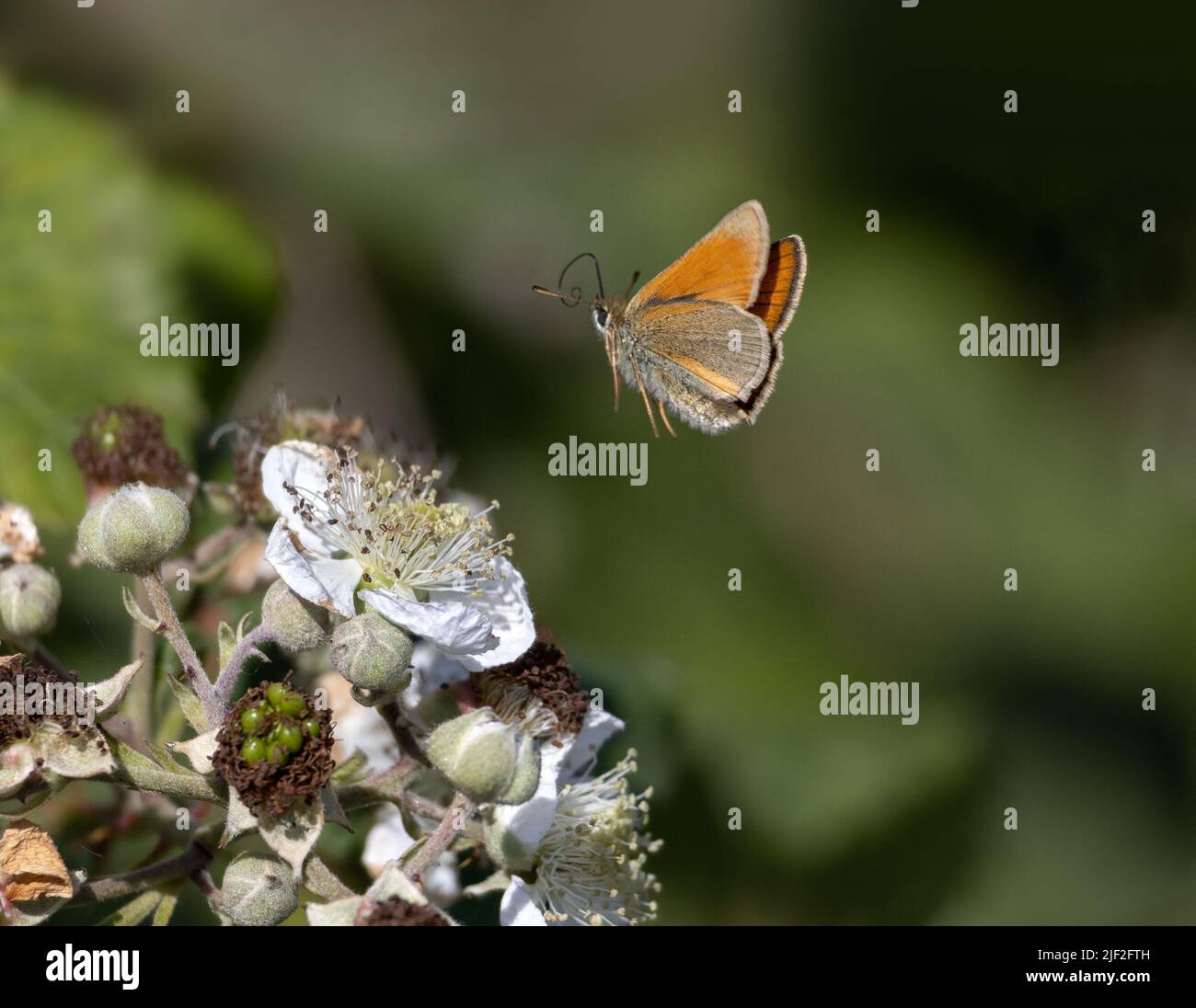 Piccolo Skipper farfalla (Thymelicus sylvestris) in volo verso il fiore di bramble Thymelicus sylvestris Foto Stock