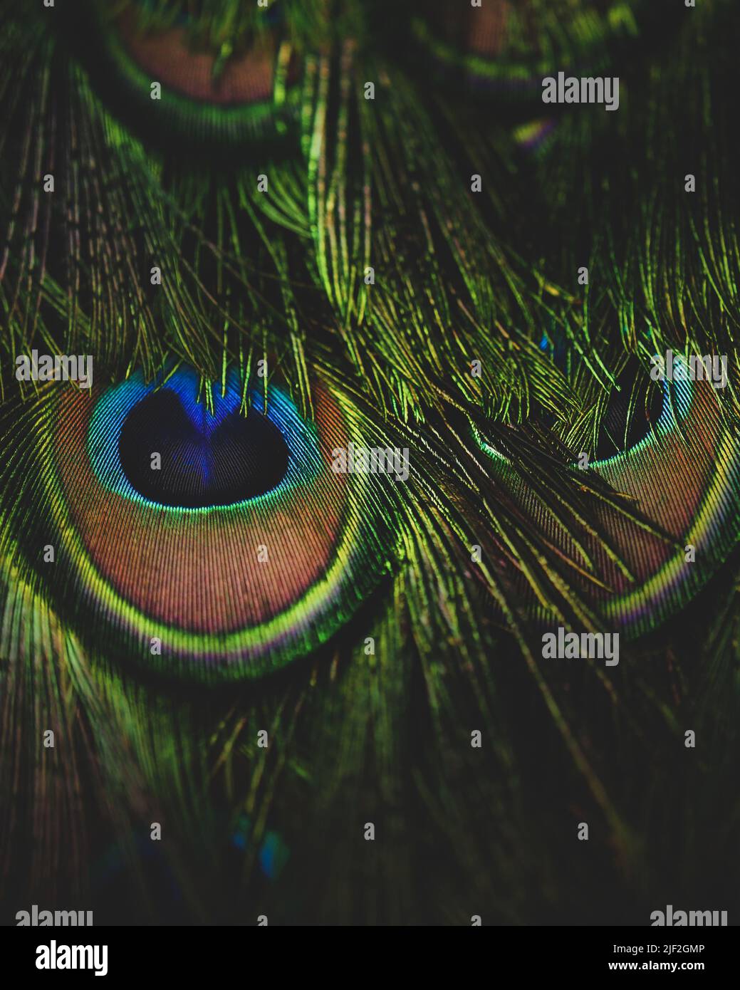 Dettaglio della struttura delle piume di pavone. Pavone in primo piano. Sfondo di texture animale. Proposta di annuncio, segnalibri, sito web, banner. Animale Foto Stock