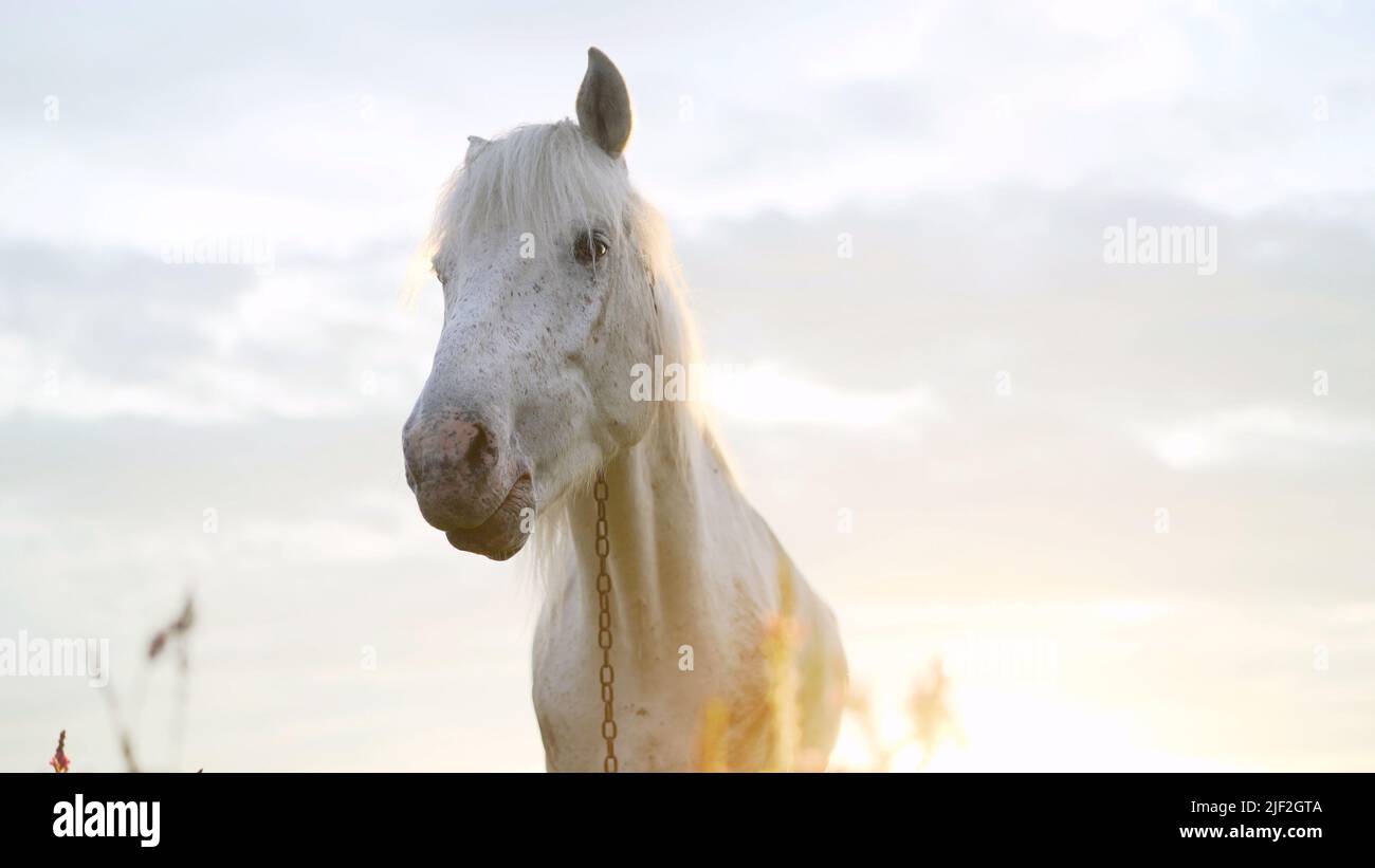 Ritratto di un bel cavallo di castagno illuminato dai raggi del sole che tramonta la sera. Vita equestre. Equitazione. Bellissimo bianco Foto Stock